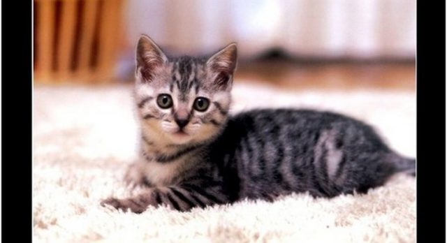 Światowy Dzień Kota