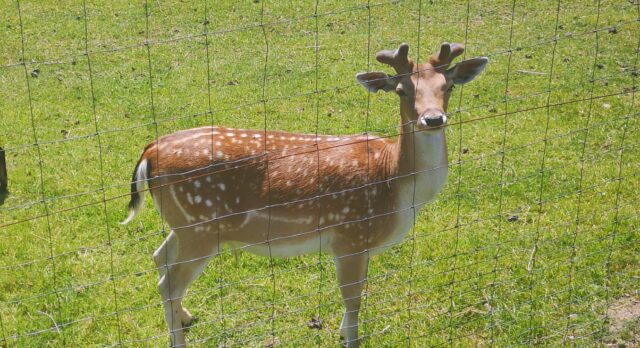 Wycieczka do Owieczki