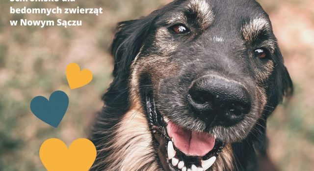 Pomoc dla schroniska w Nowym Sączu